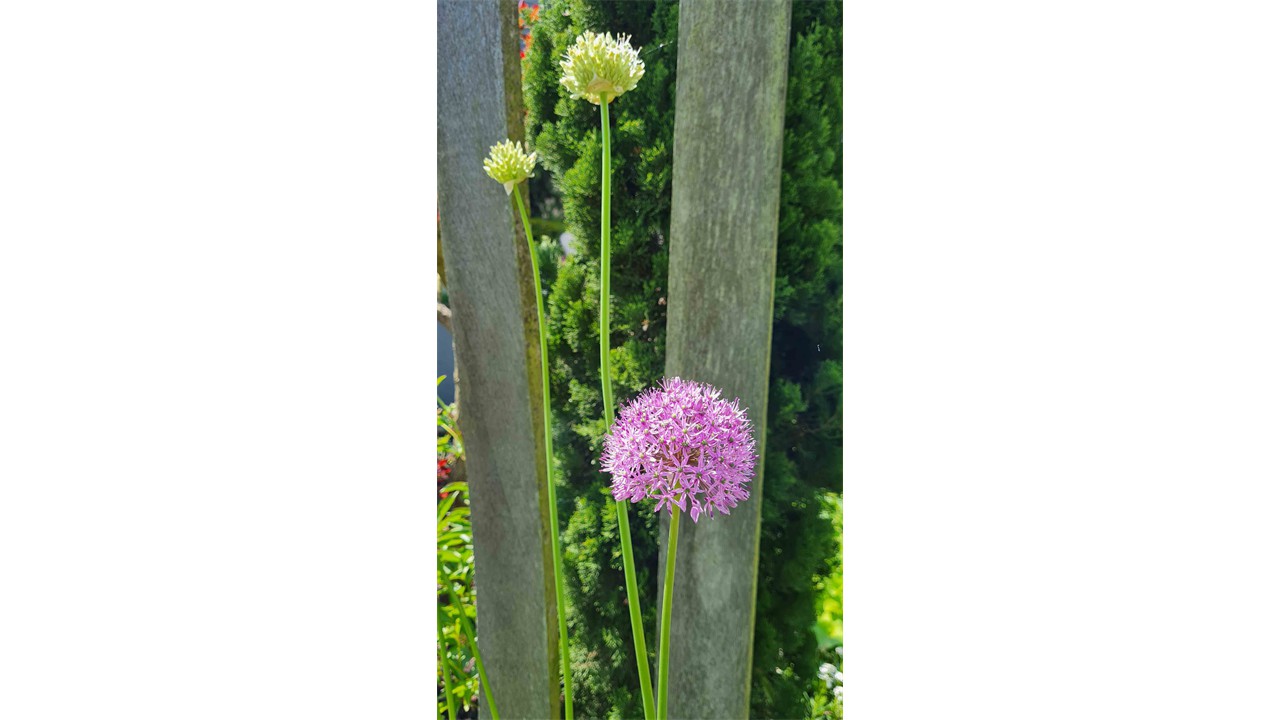 Kleine Oase 6 Bottrop Gartenanlage Detail 5