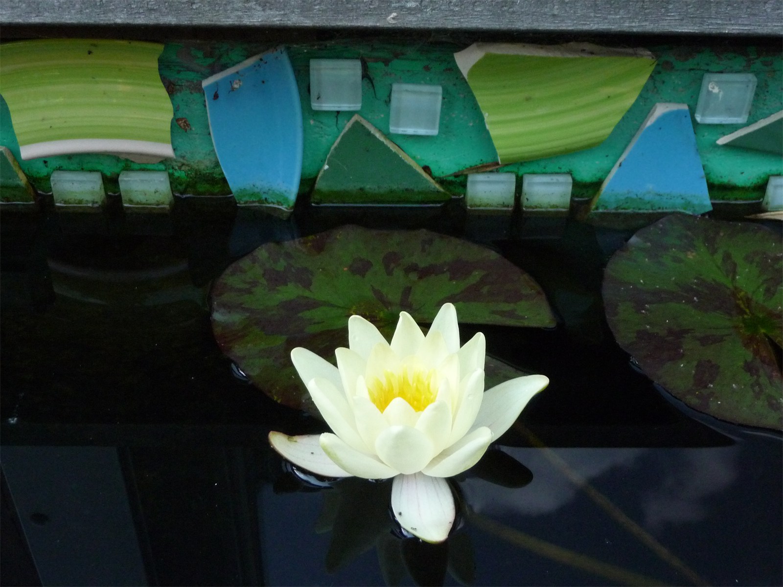 Raumkontrast Simone Hillebrand Seerose